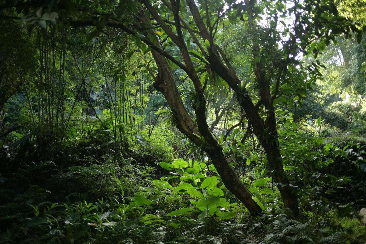 Forest