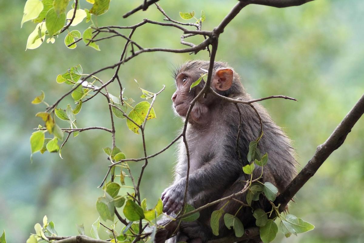 Monkey sitting in tree