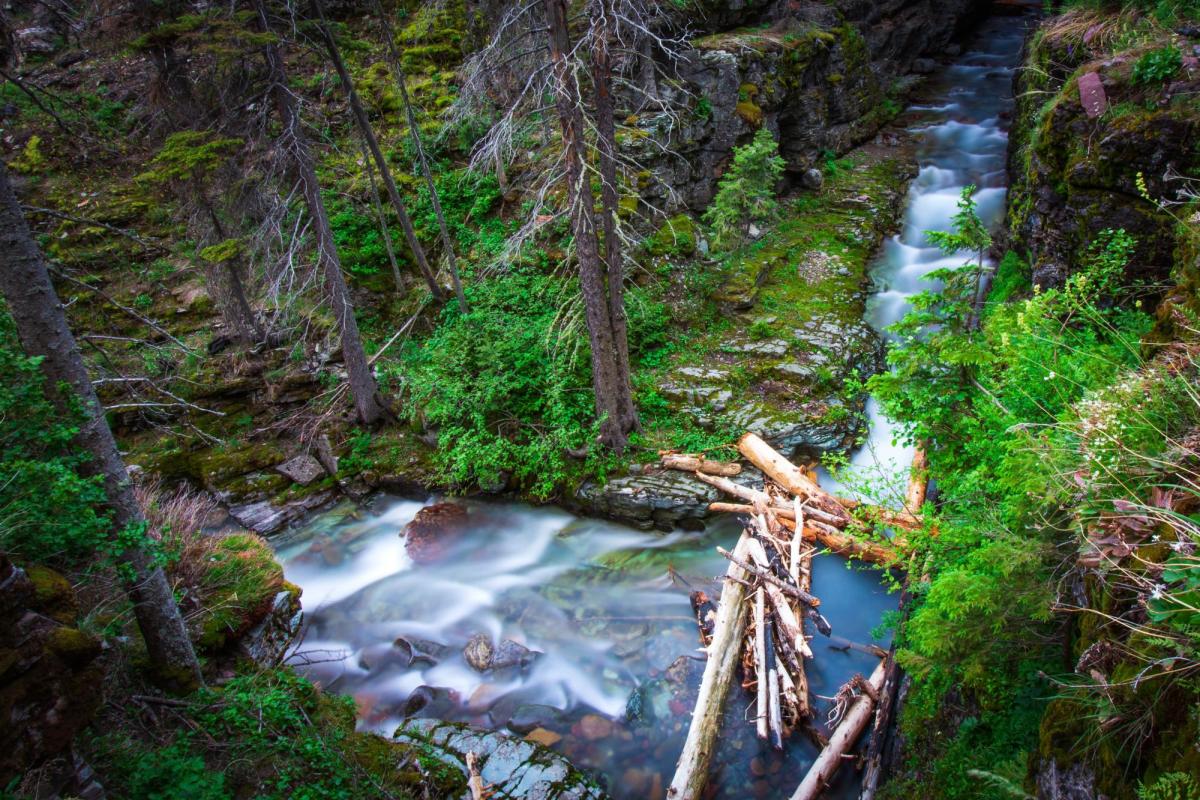 Forest stream