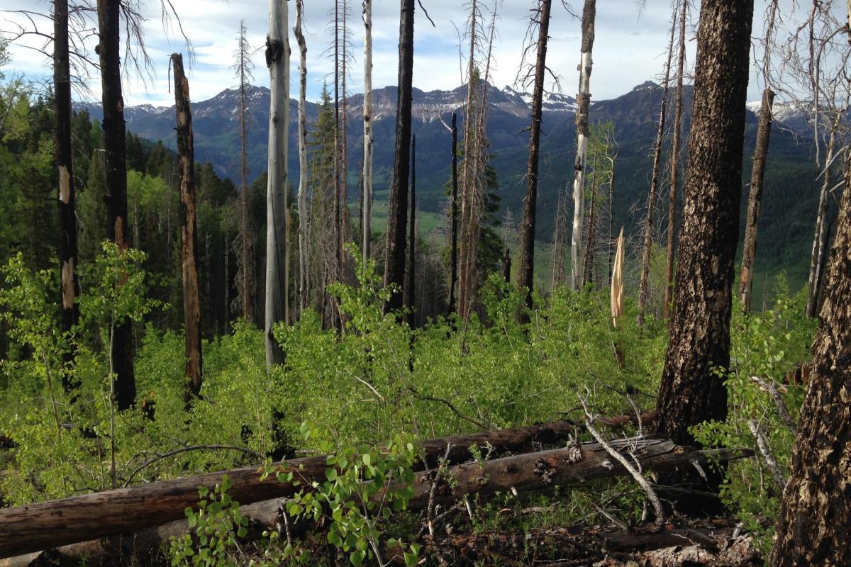 Forest in San Juan mountains