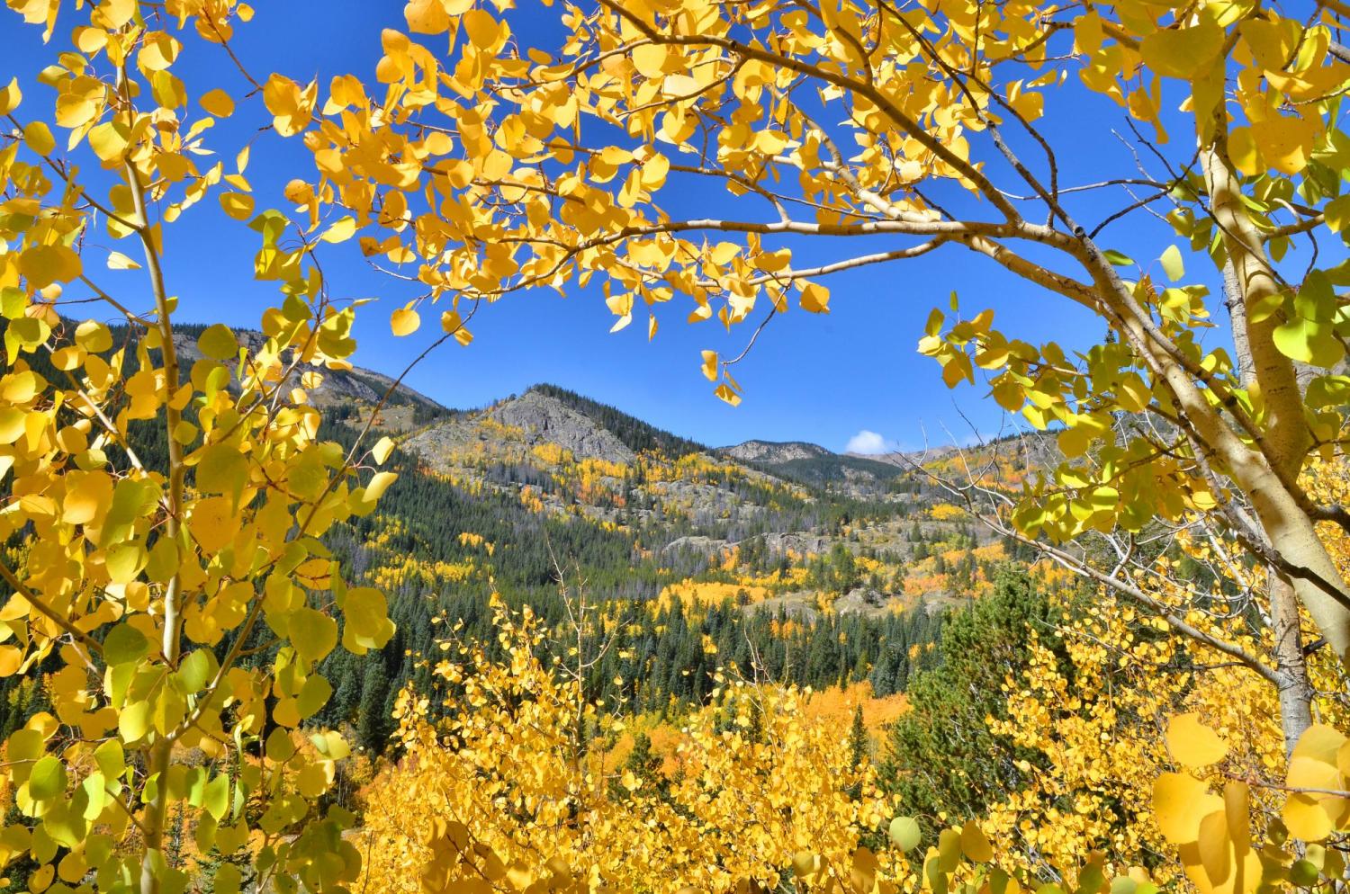 Golden Aspen trees frame mountains