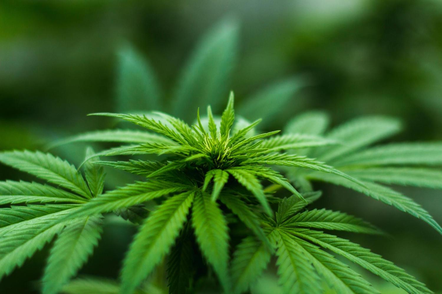 A close-up shot of a marijuana plant