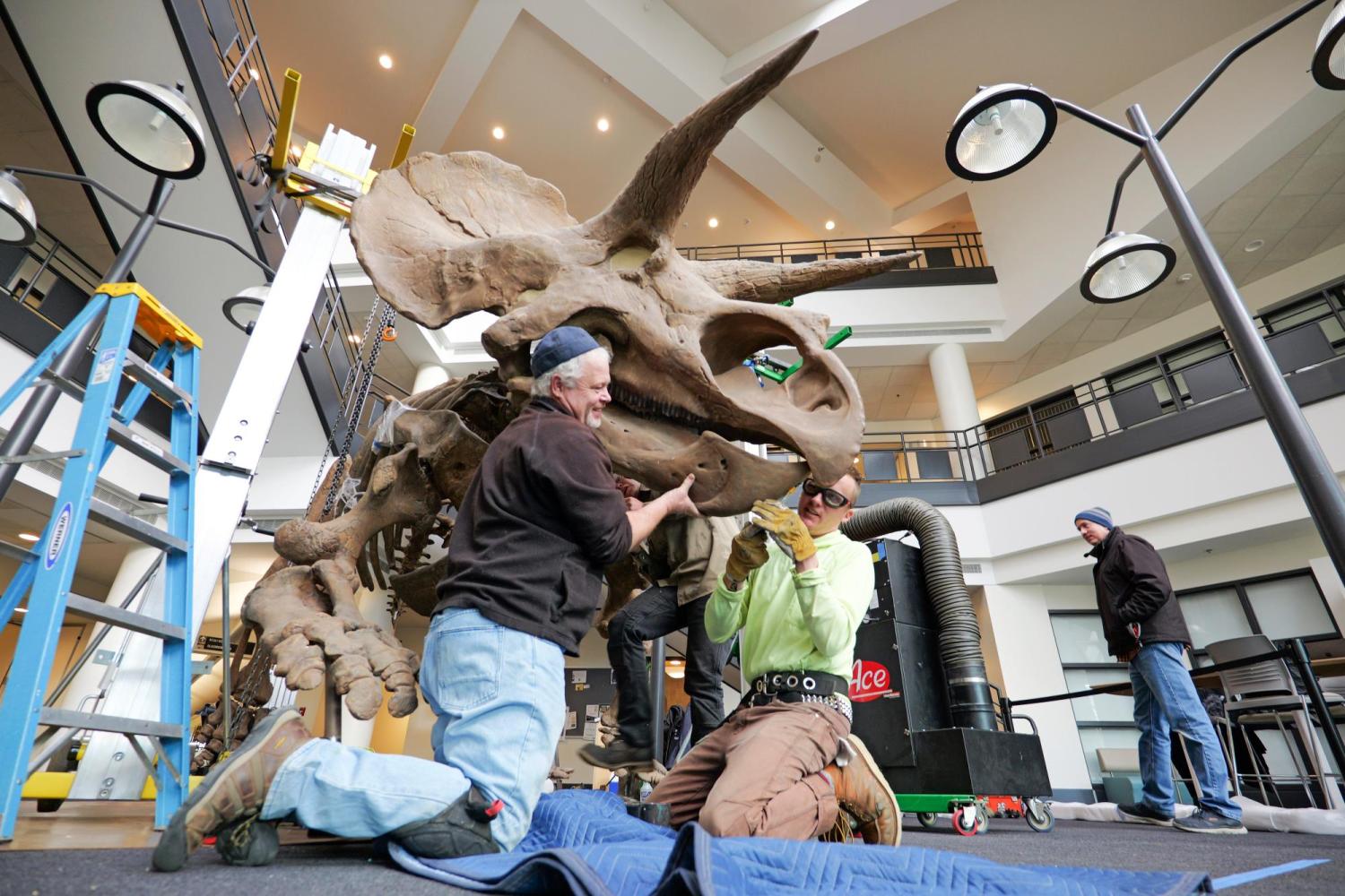 A plaster cast of a life-size Triceratops being installed in the lobby of a building. 