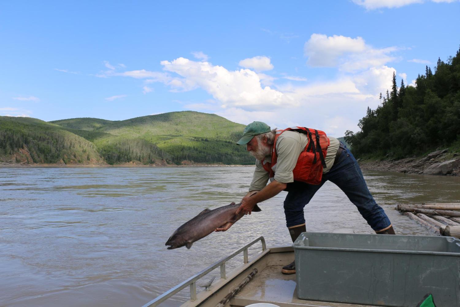 Chinook salmon released into Yukon River in Alaska, USA.