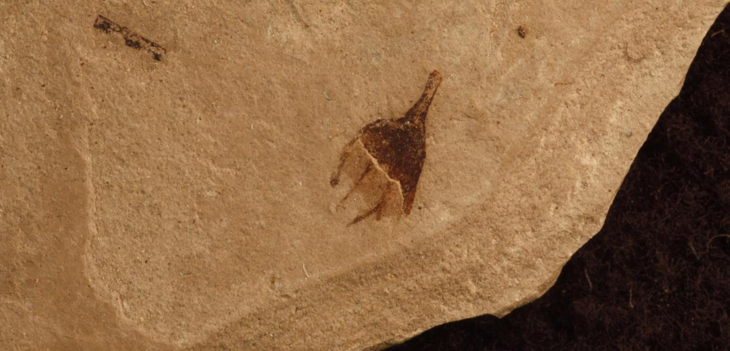 A chili pepper fossil