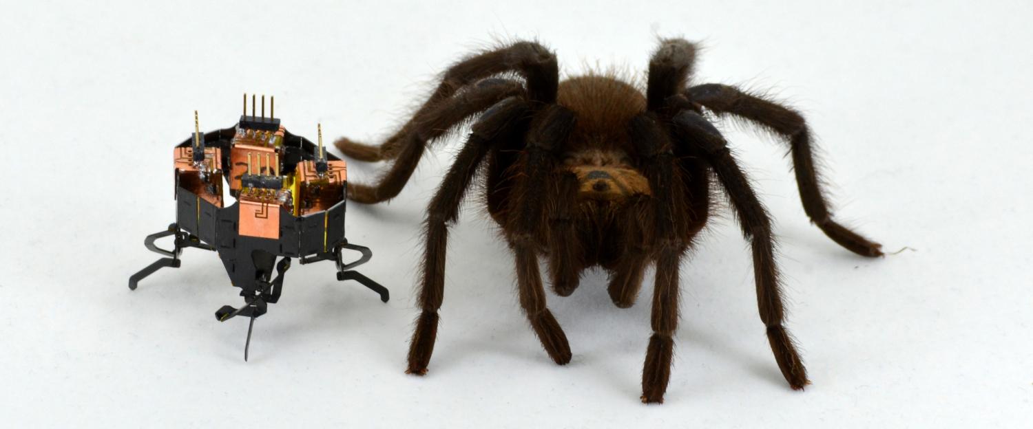 A four-legged robot sits next to a hairy spider