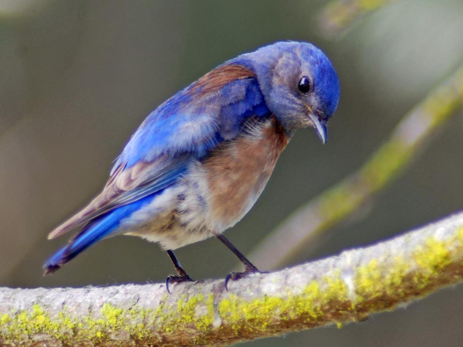 A western bluebird