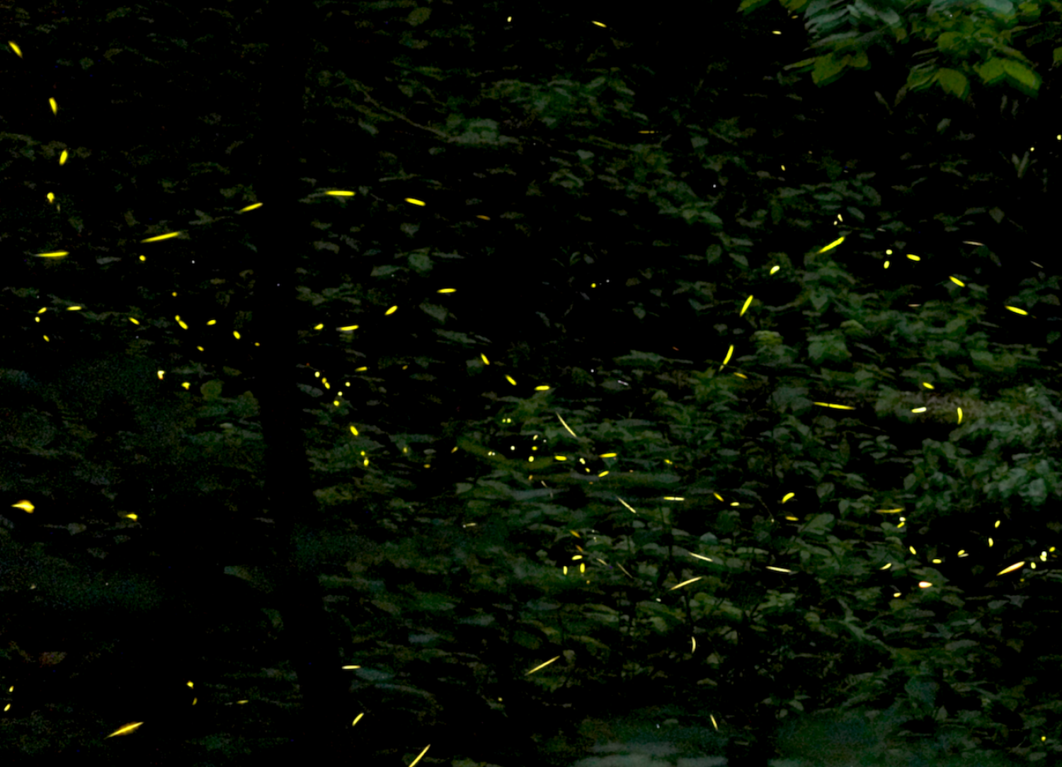 Stacked photo of fireflies flashing in a forest.