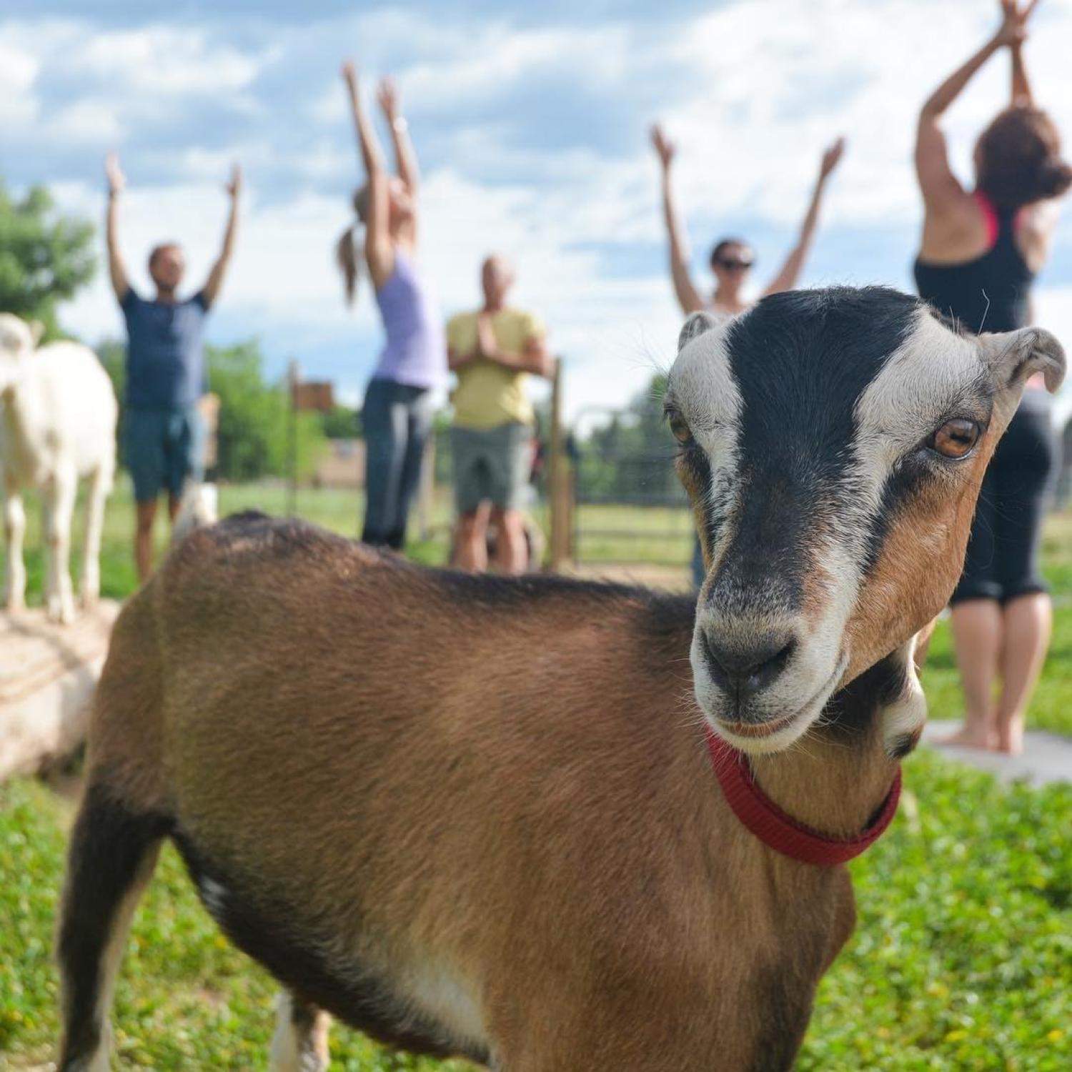 Goat yoga, photo from The Rec Instagram