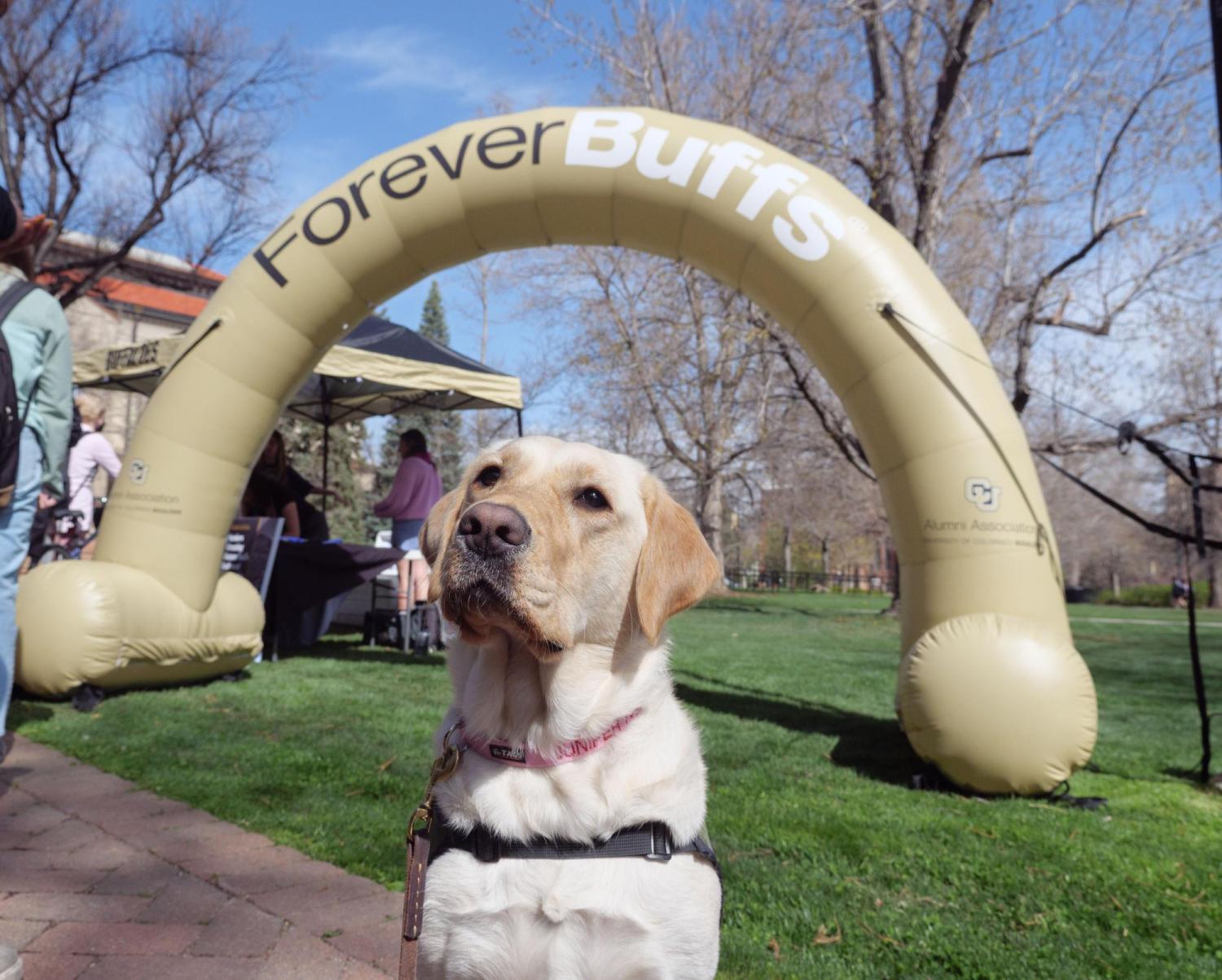Juniper, a 2-year-old lab and service dog-in-training joins CU Boulder graduating students in line for free burritos from Mexicali Cafe in front of Hellems on the main campus from the Alumni Association as part of Grad Appreciation Days.  Juniper has been training all year long on the CU Boulder campus and will join her forever home this summer.  (Photo by Glenn Asakawa/University of Colorado)