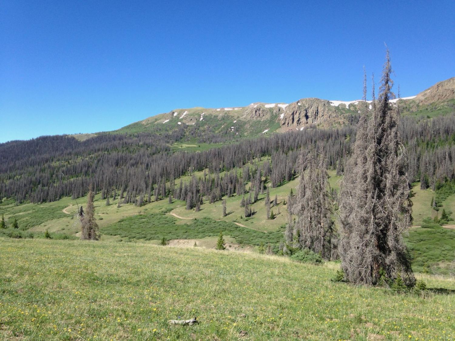 A forest in the southern Rocky Mountains with trees killed by bark beetles.