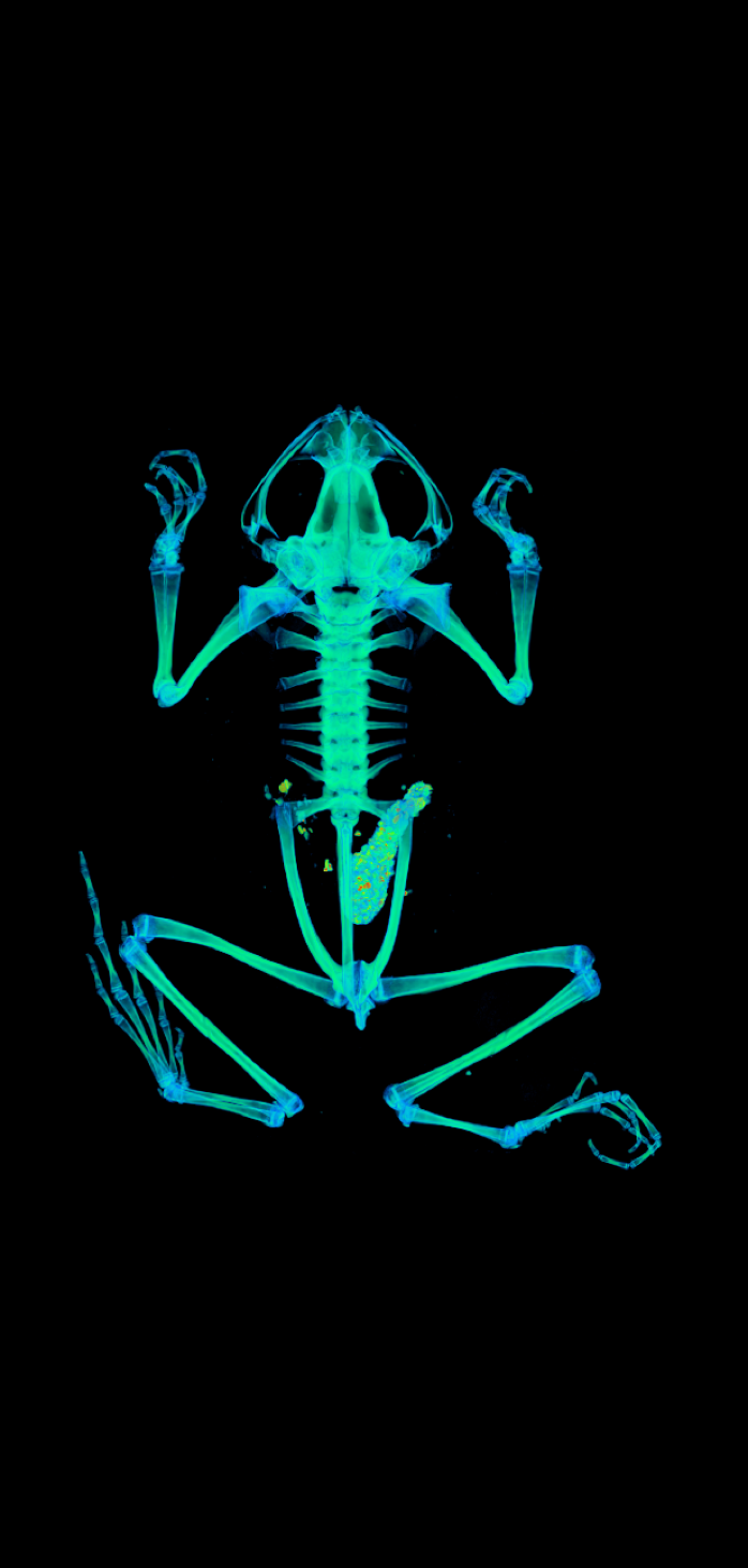 CT scan of a frog in vivid colors.