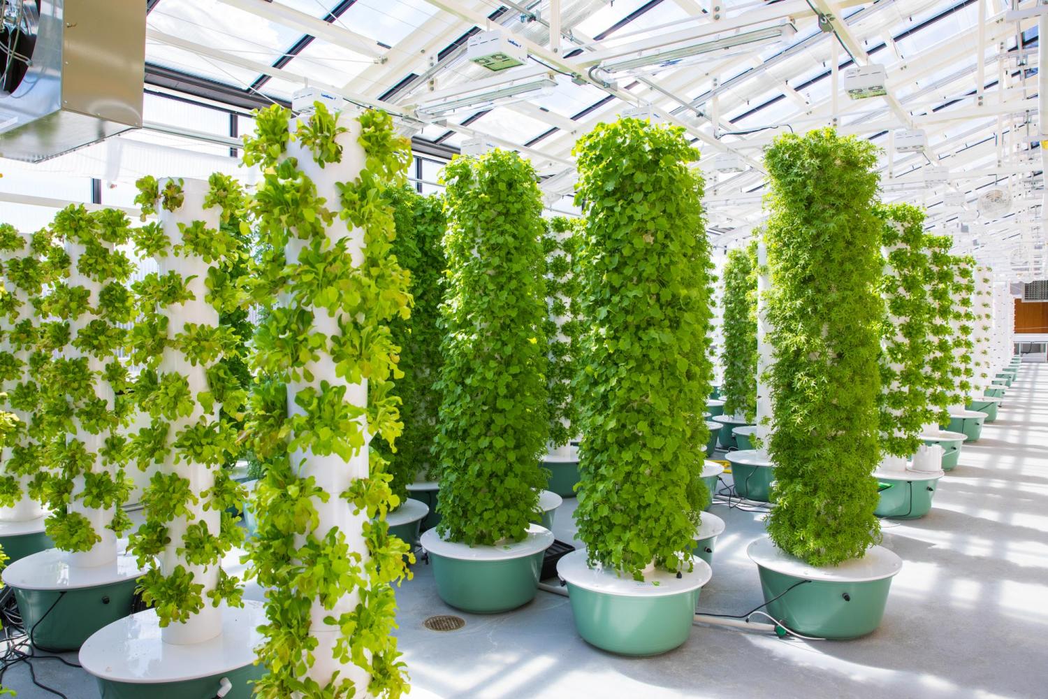 Aeroponic grow towers in the new CU Boulder greenhouse