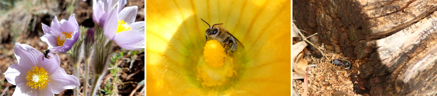 Three photos in a row: A bee flies around purple flowers; a bee within a yellow flower; a bee digging around a fallen log
