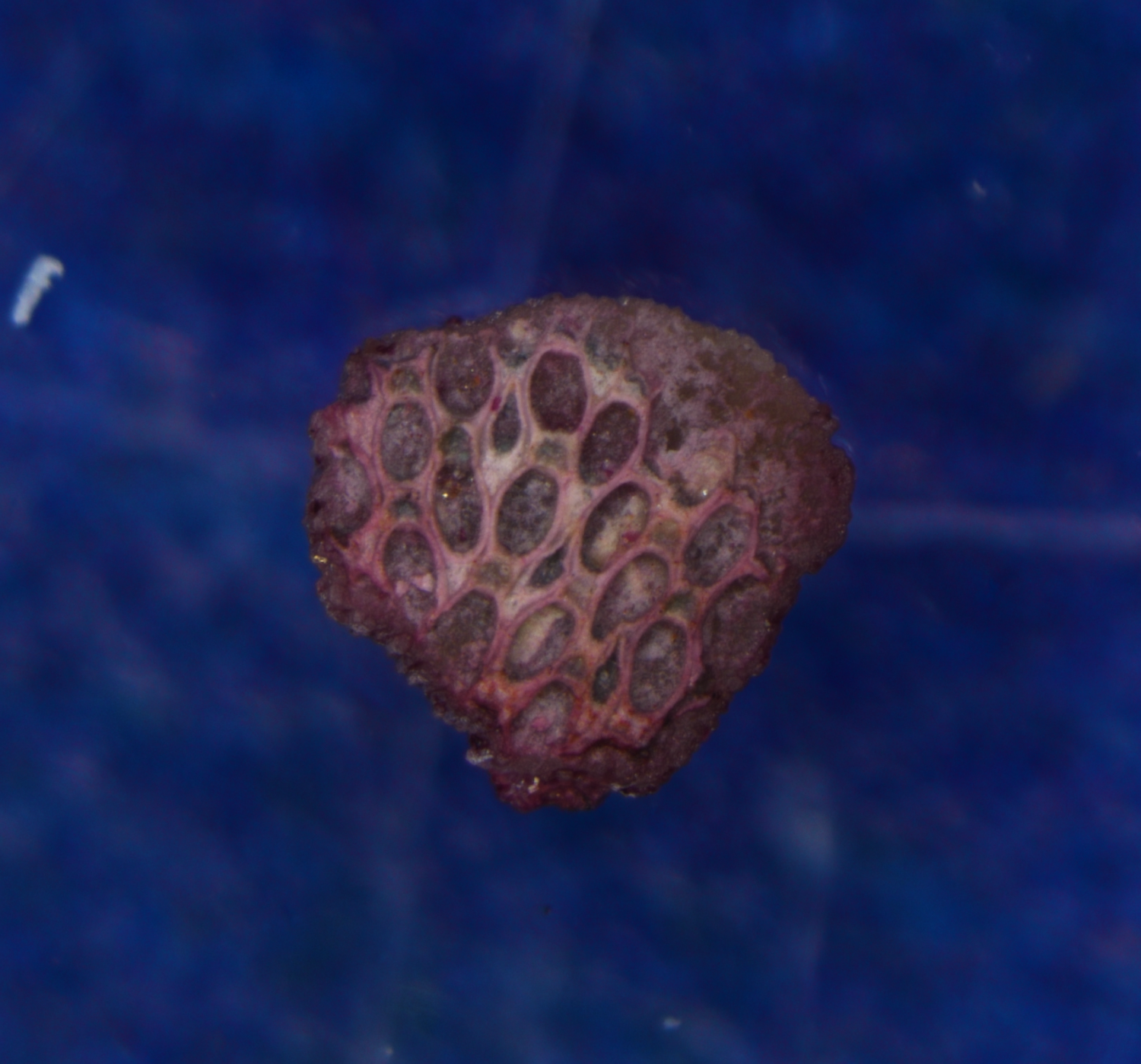 Round fossil with oval-shaped indentations