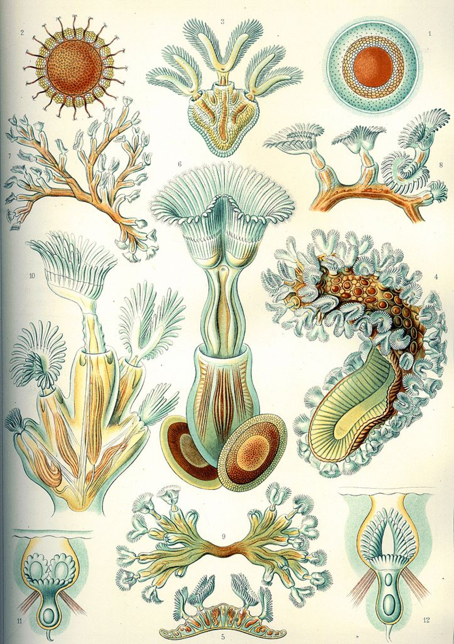 Scientific illustration revealing a host of marine organisms with elaborate fronds, as well as close up views of various body parts