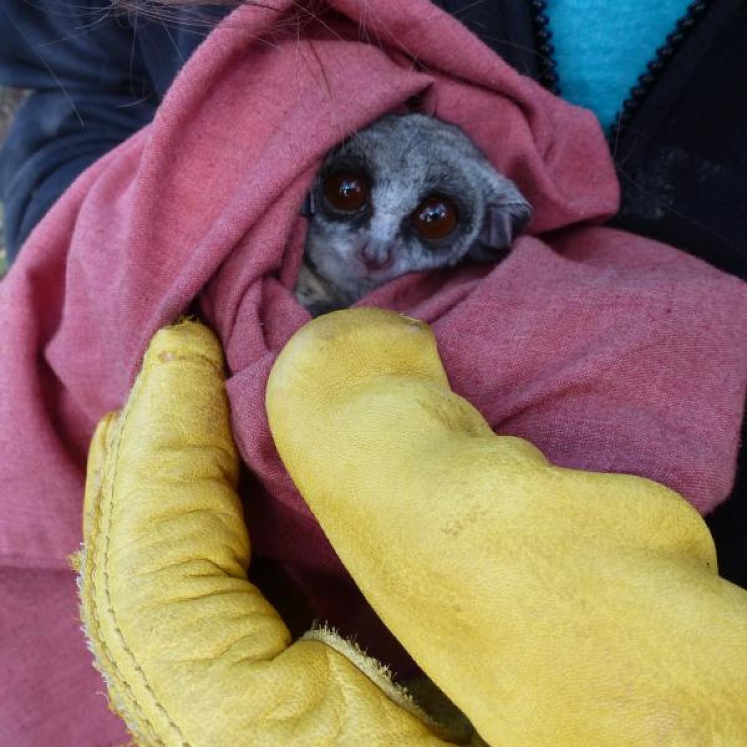 African bush baby