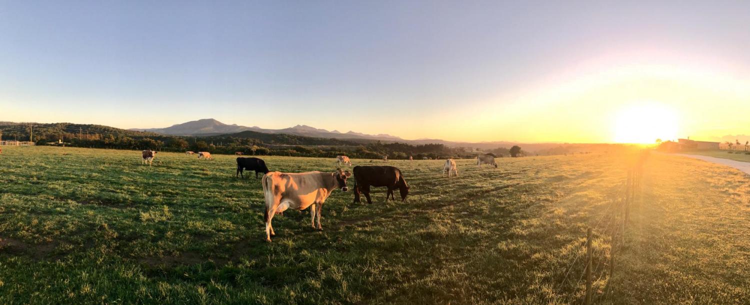 Cow pasture