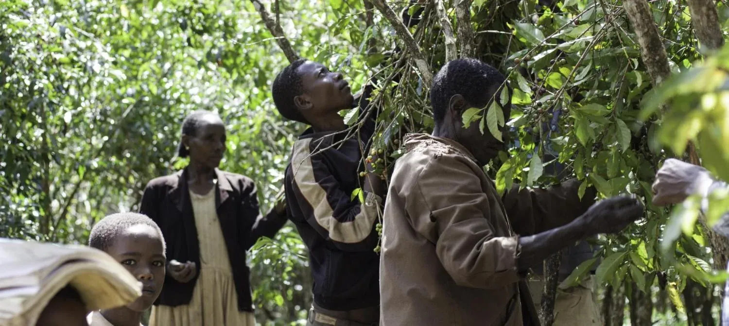 Ethiopia coffee harvest