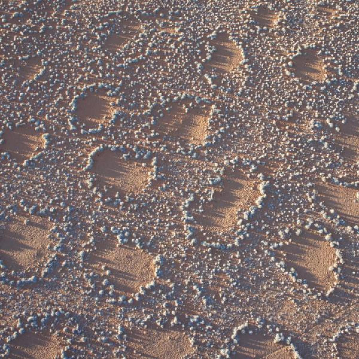 Africa's fairy circles