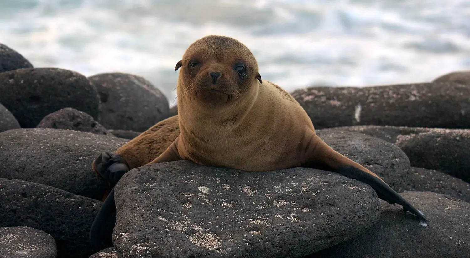 A seal looks into the camera