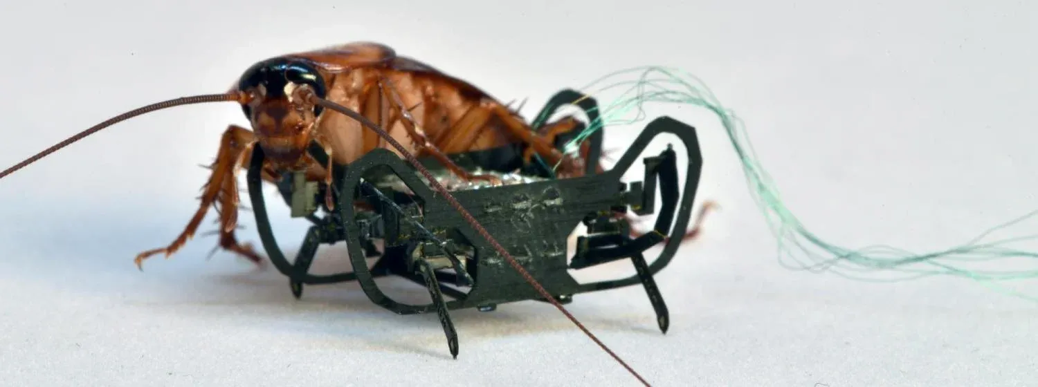 cockroach alongside the HAMR-Jr robot