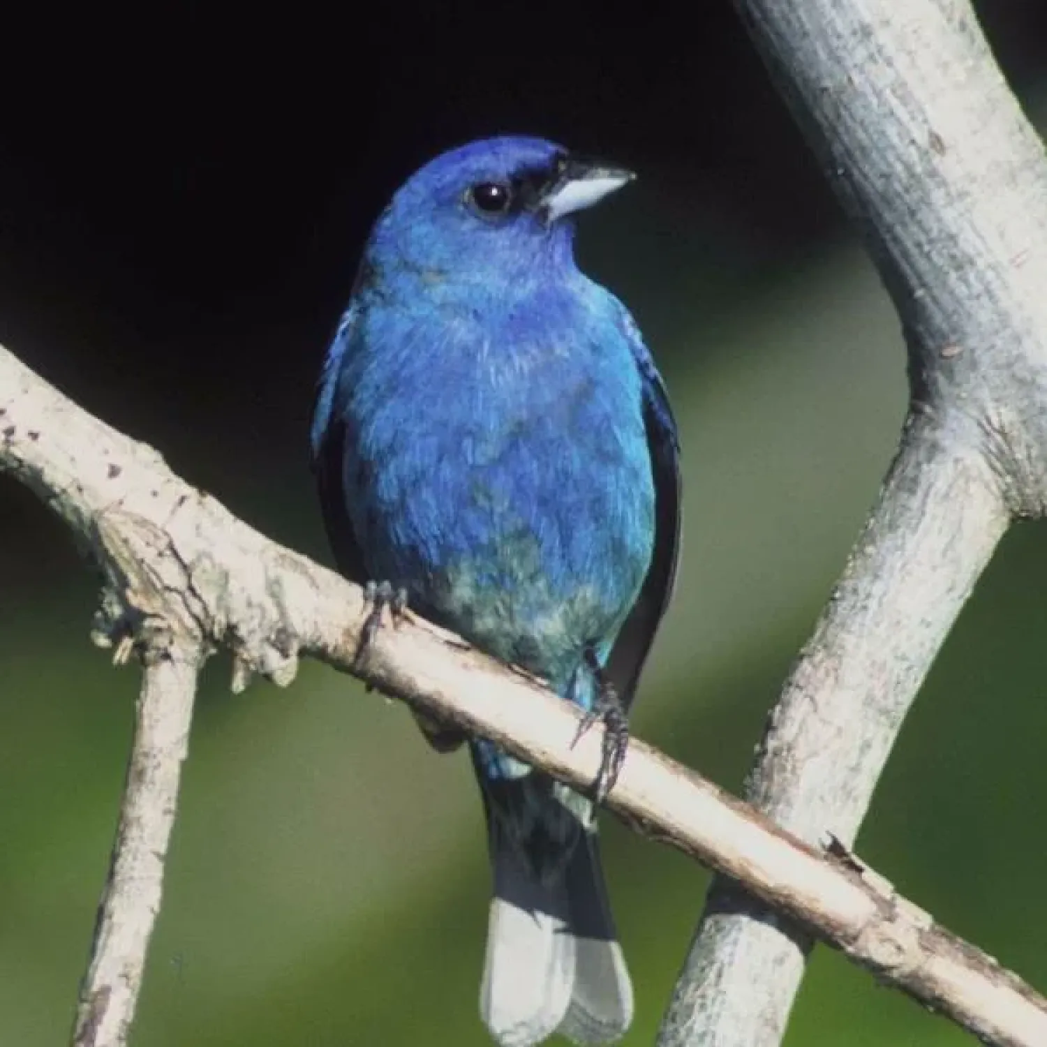 Indigo bird