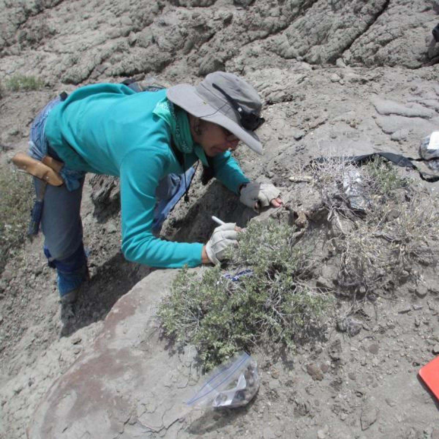 Professor Karen Chin searching through fossils