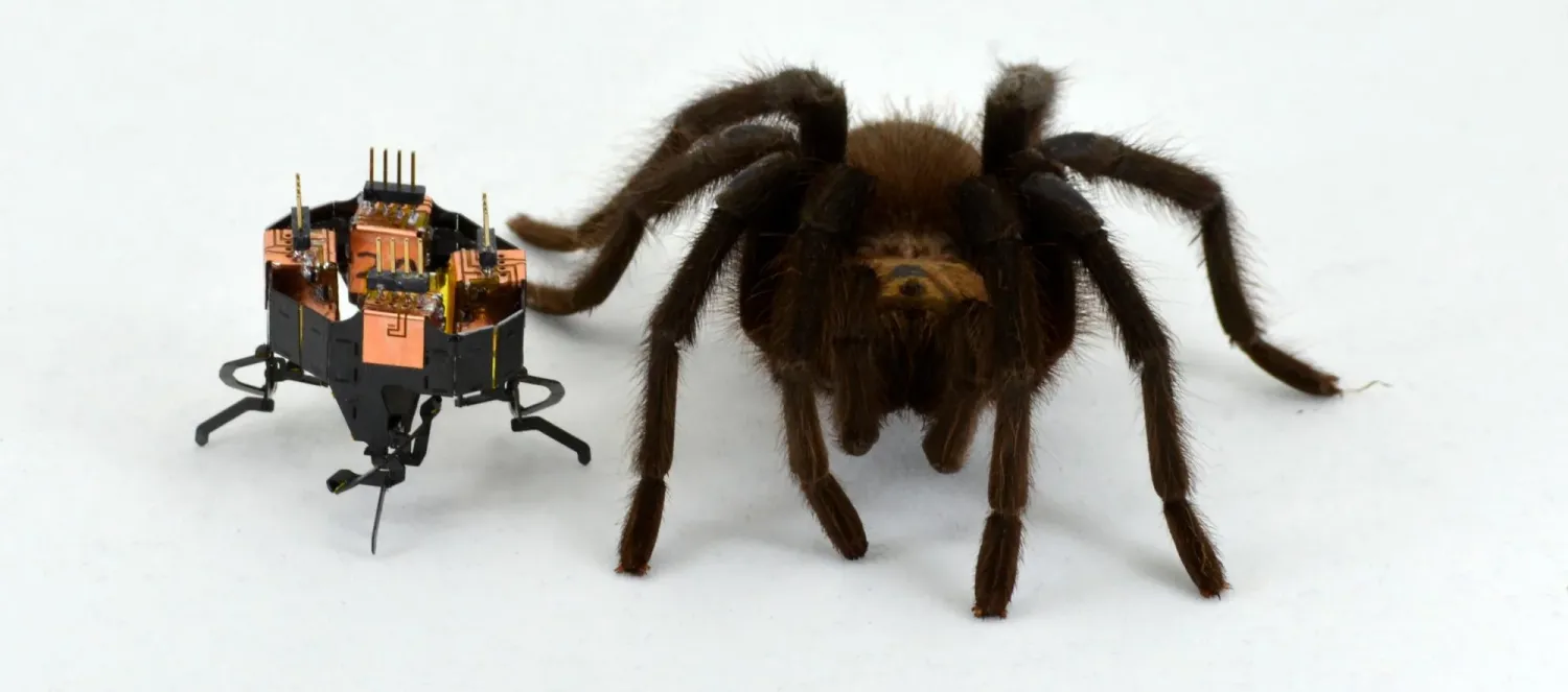 mCLARI next to a spider