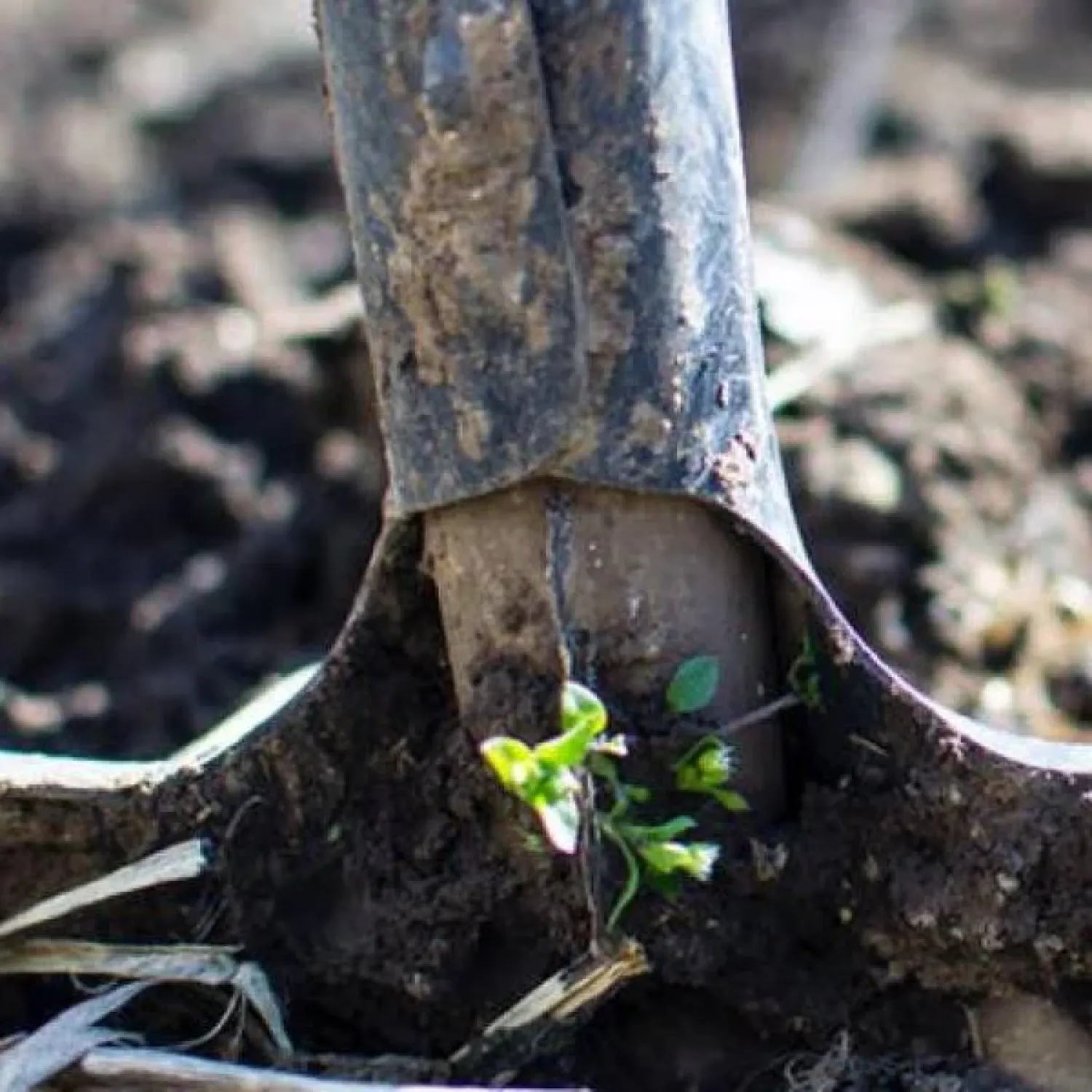 Picture soil