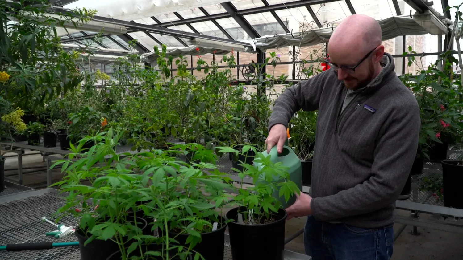 A man waters cannabis plants in a greenhouse