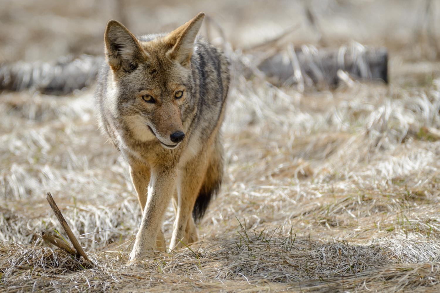 A coyote walking