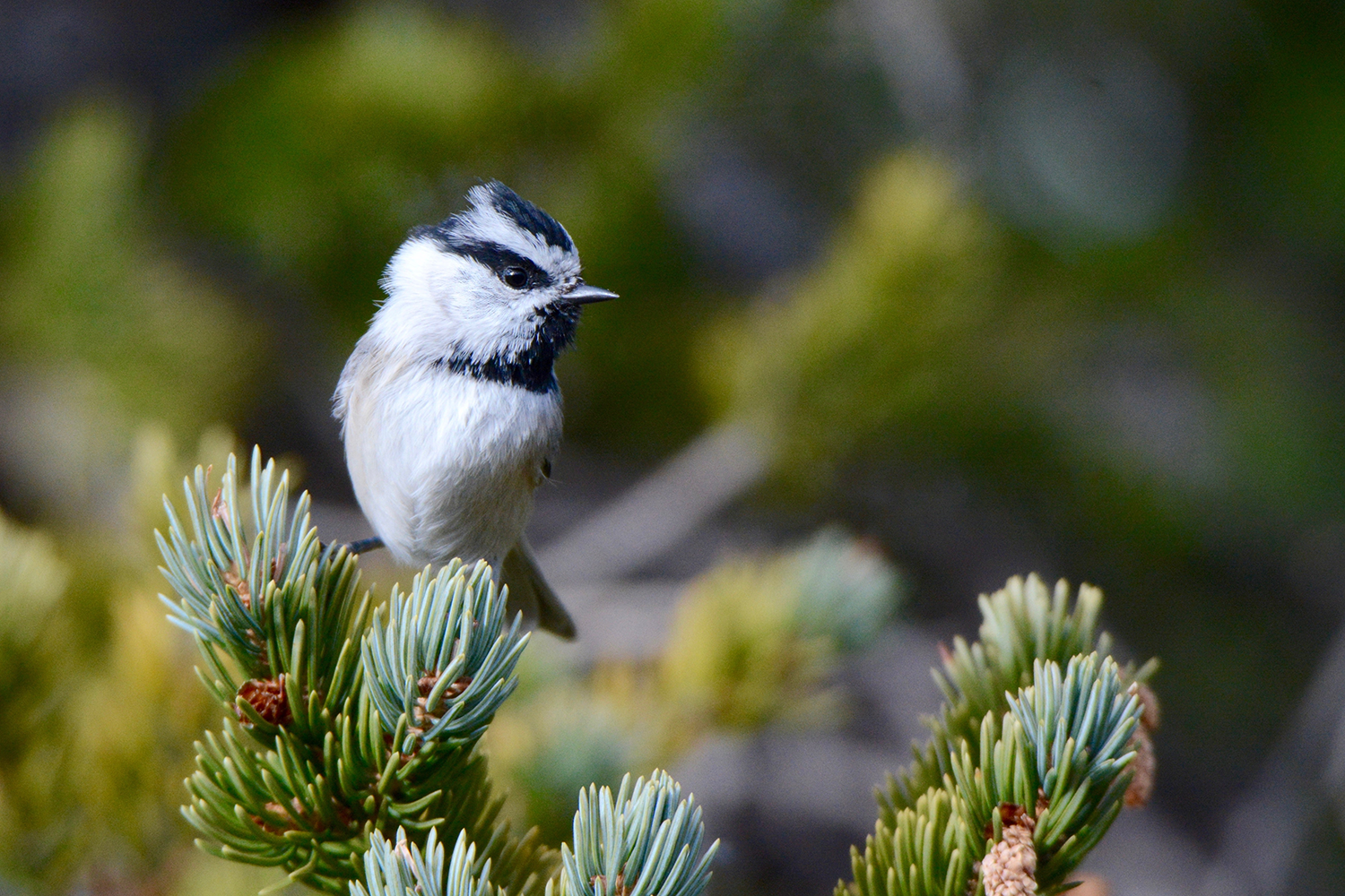 Black, white and gray bird sitting on a branch