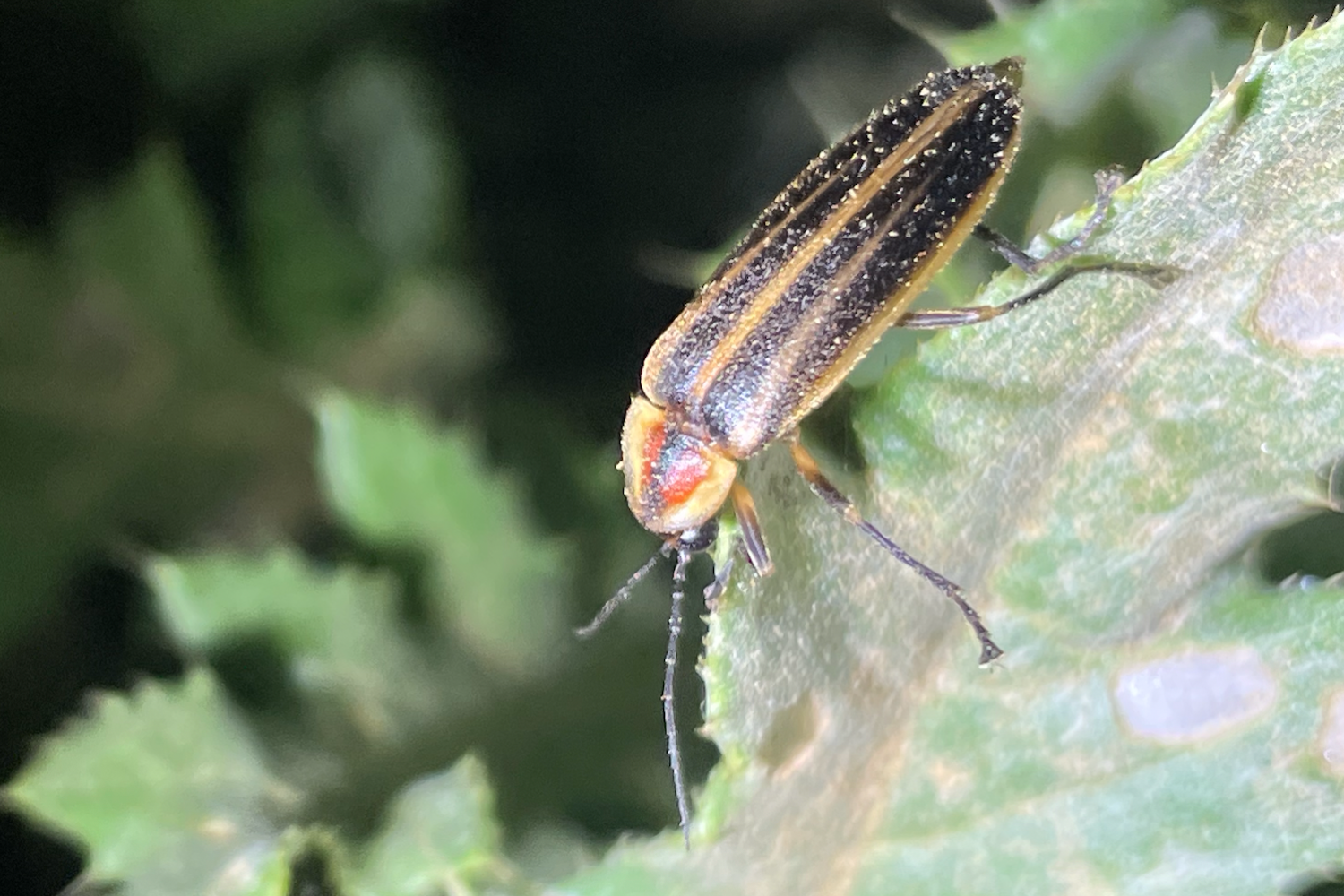 Insect with orange head and black and brown wings sits on a leaf
