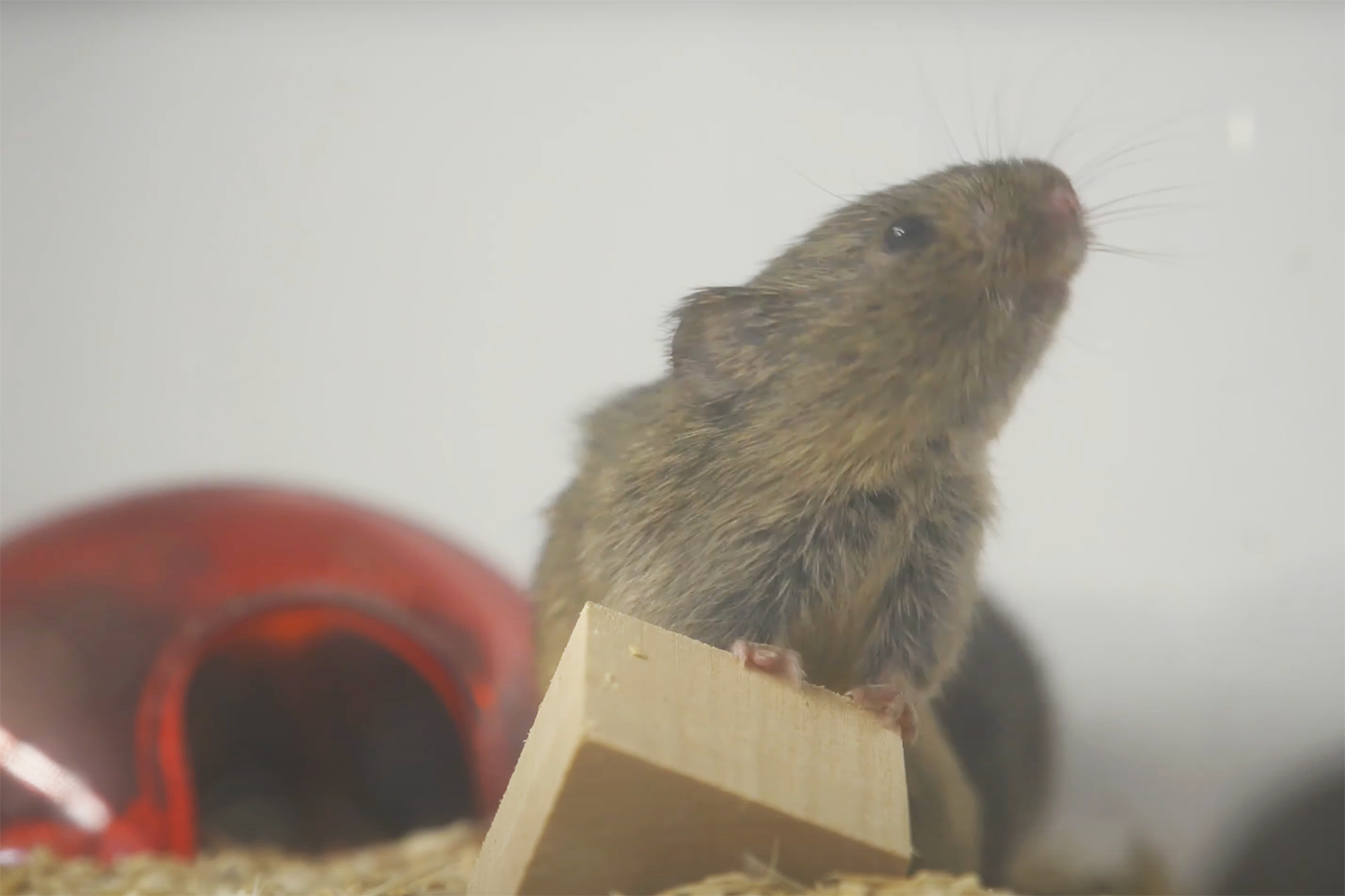 Prairie vole stands on a wood block