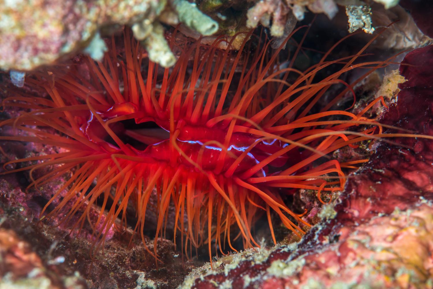 Disco clam