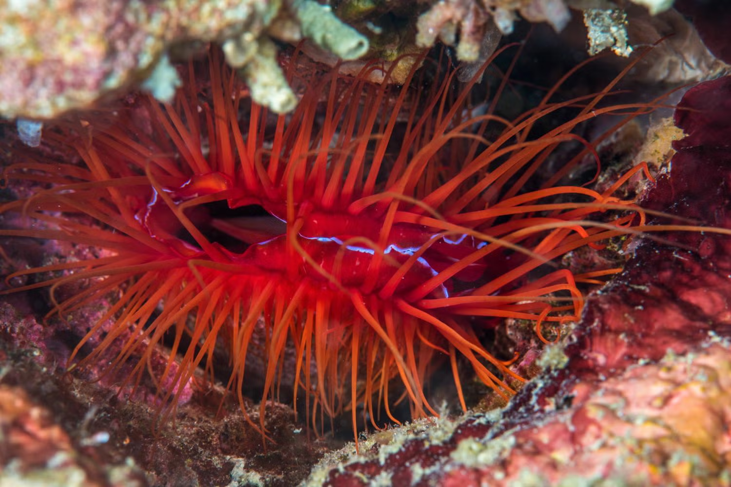 Clam with bright red fronts seen underwater