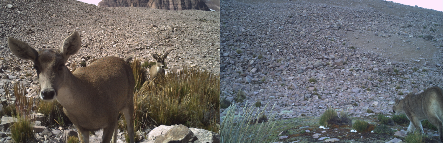 Andean deer on the left and a puma on the right