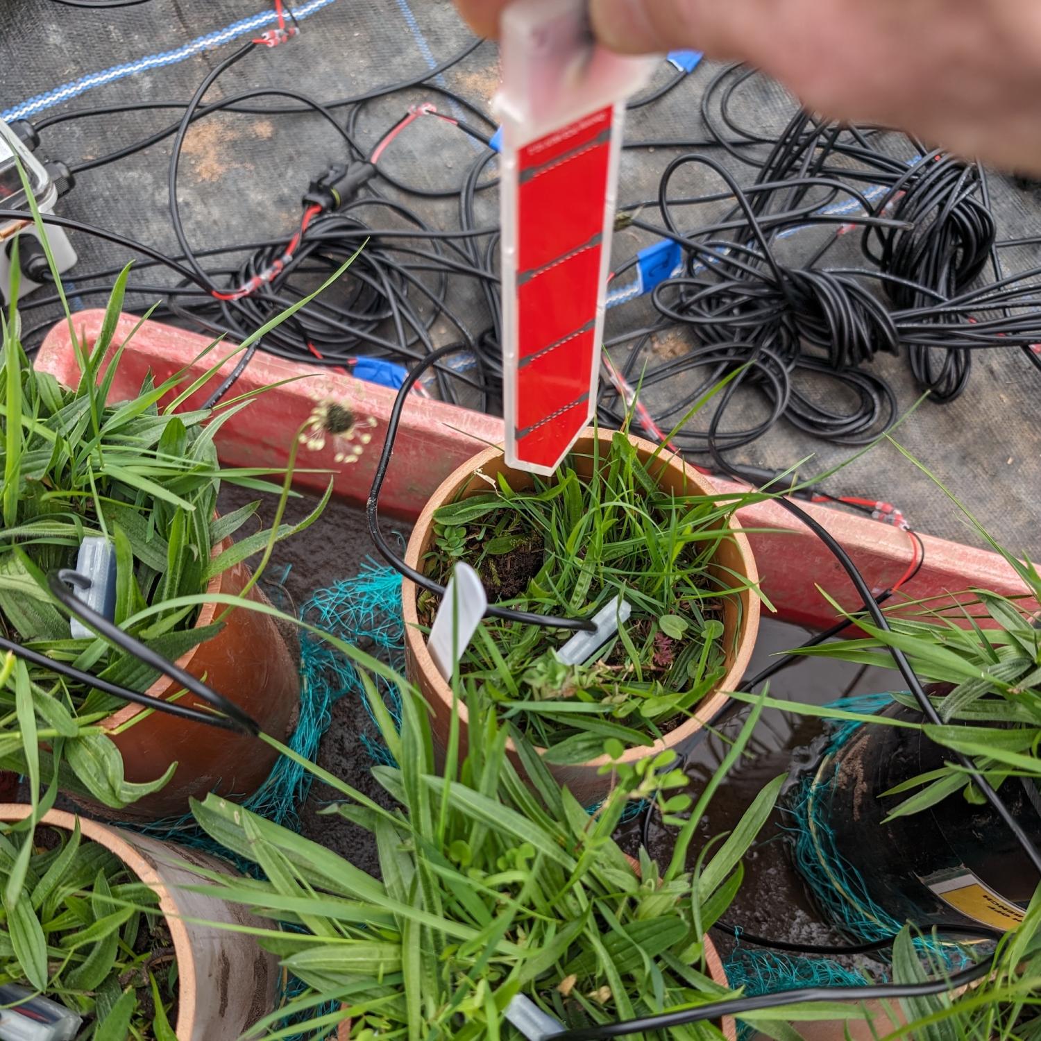 Hand holds a thin sensor above several potted plants