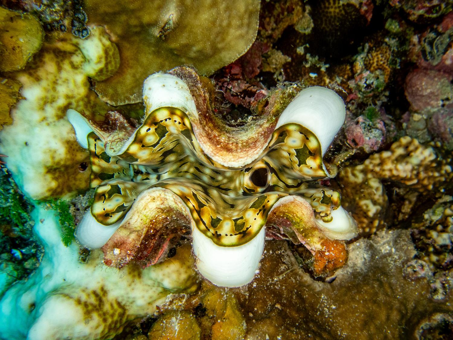 A giant clam's mantle