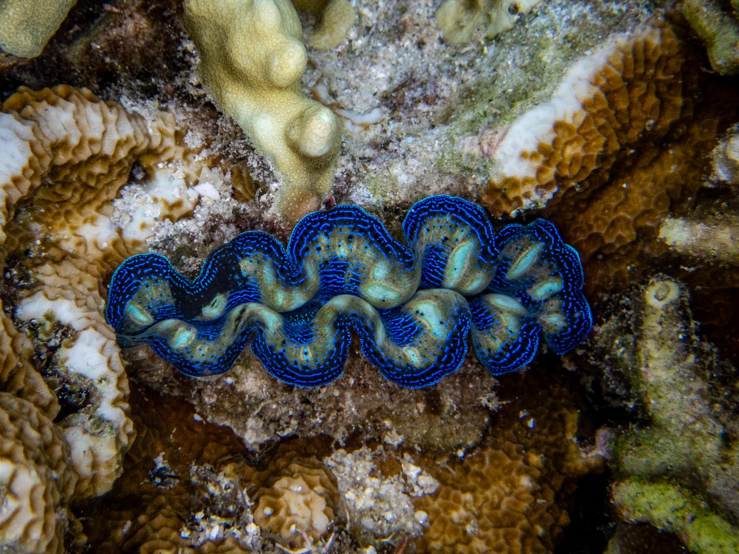 A giant clam's blue mantle