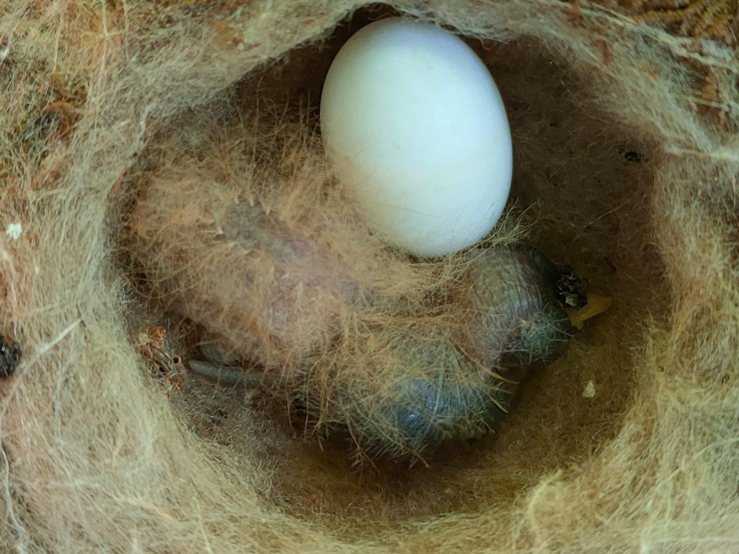 A white-necked jacobin hummingbird chick and an egg
