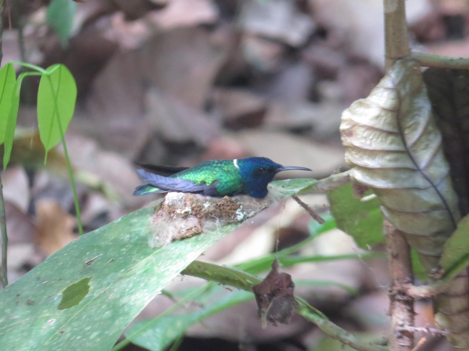A white-necked jacobin hummingbird incubates its eggs