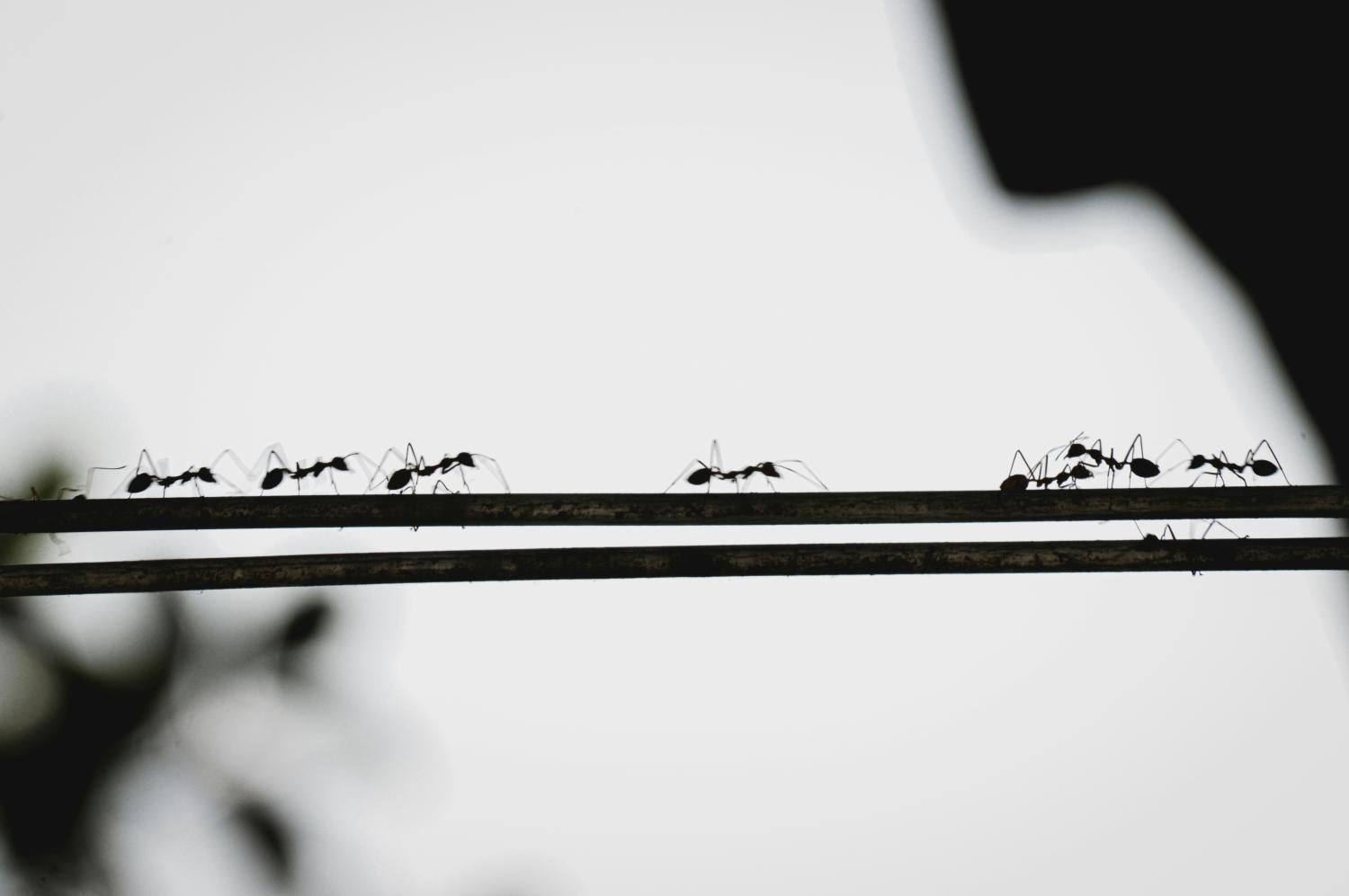Ants walking in a line