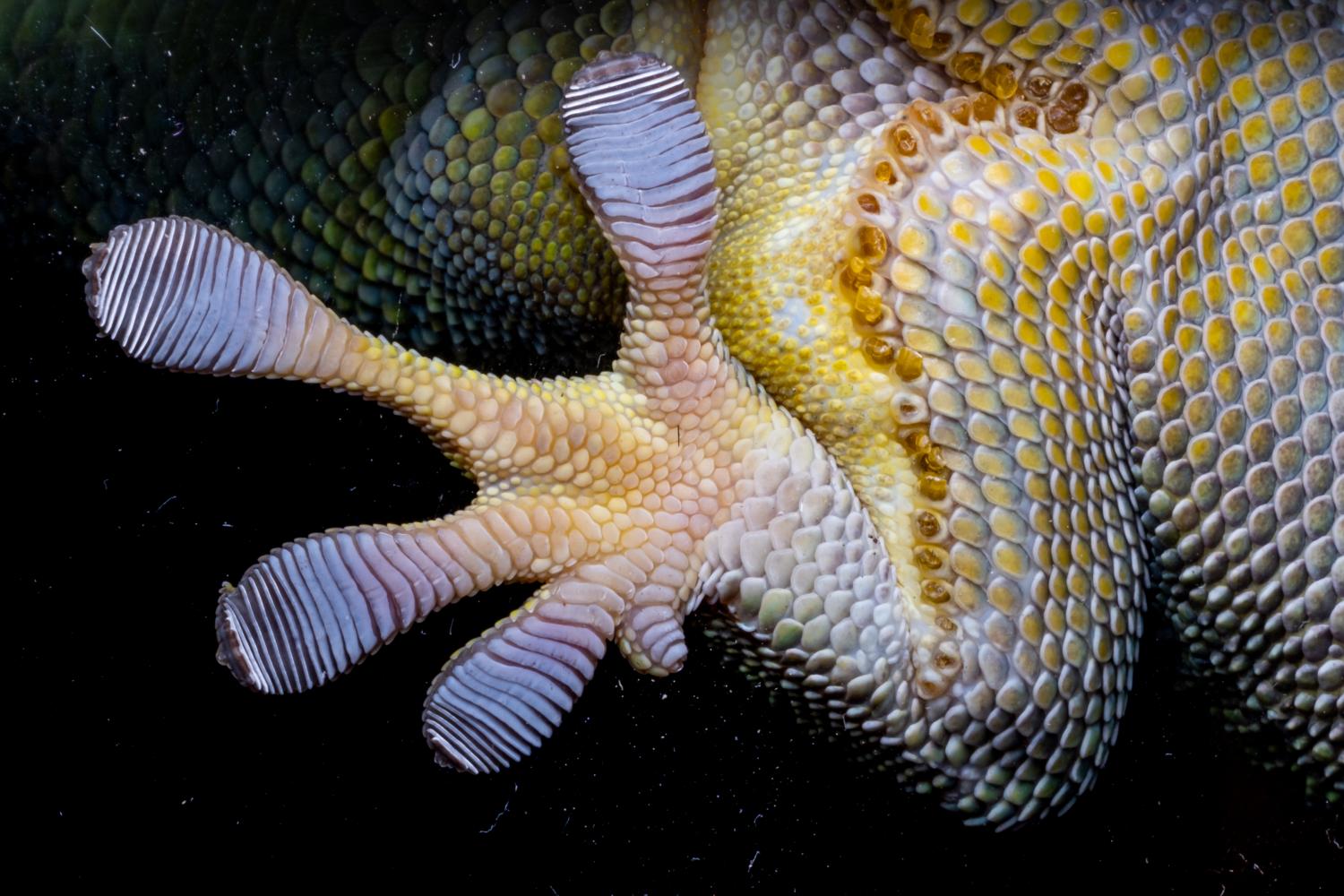 A close-up of the bottom of a gecko foot