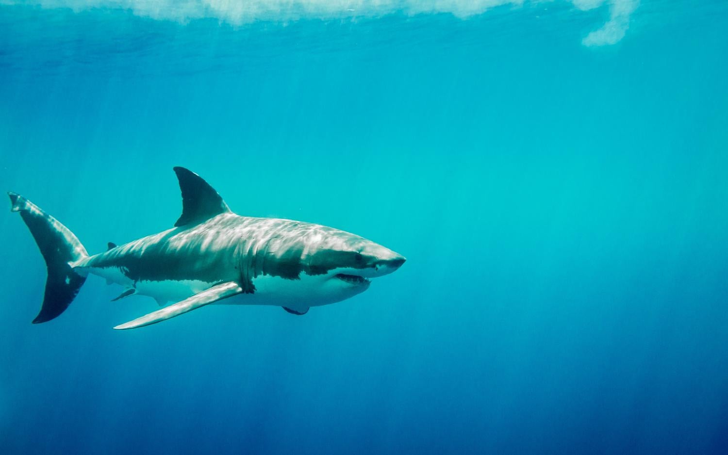 Shark swimming underwater