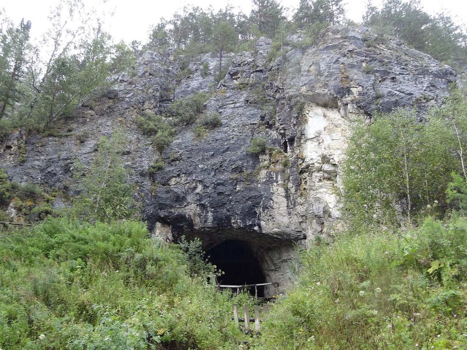 The mouth of a cave surrounded by vegetation