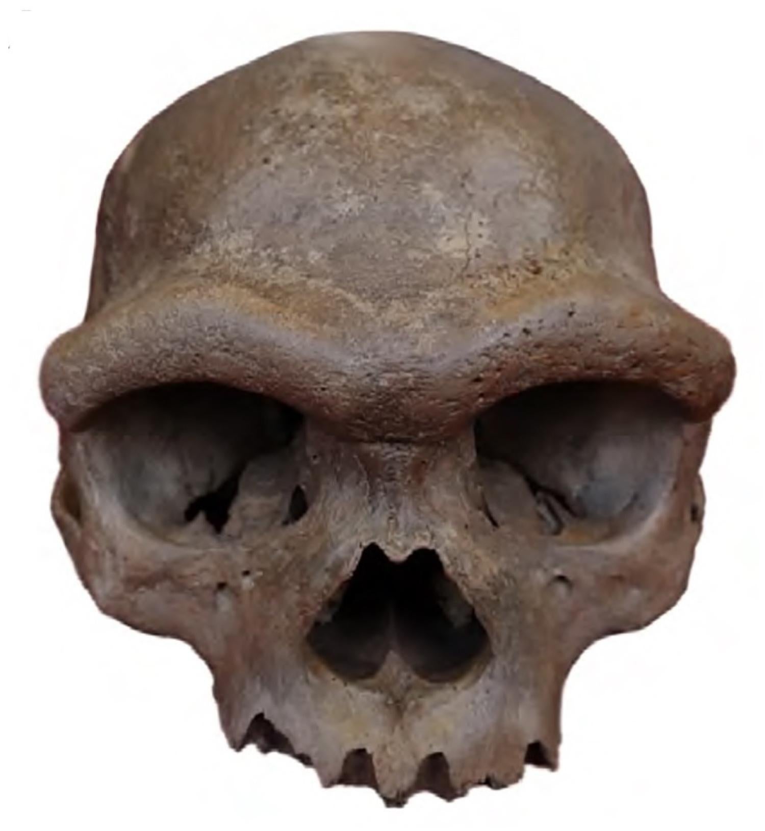 Brown skull with large brows