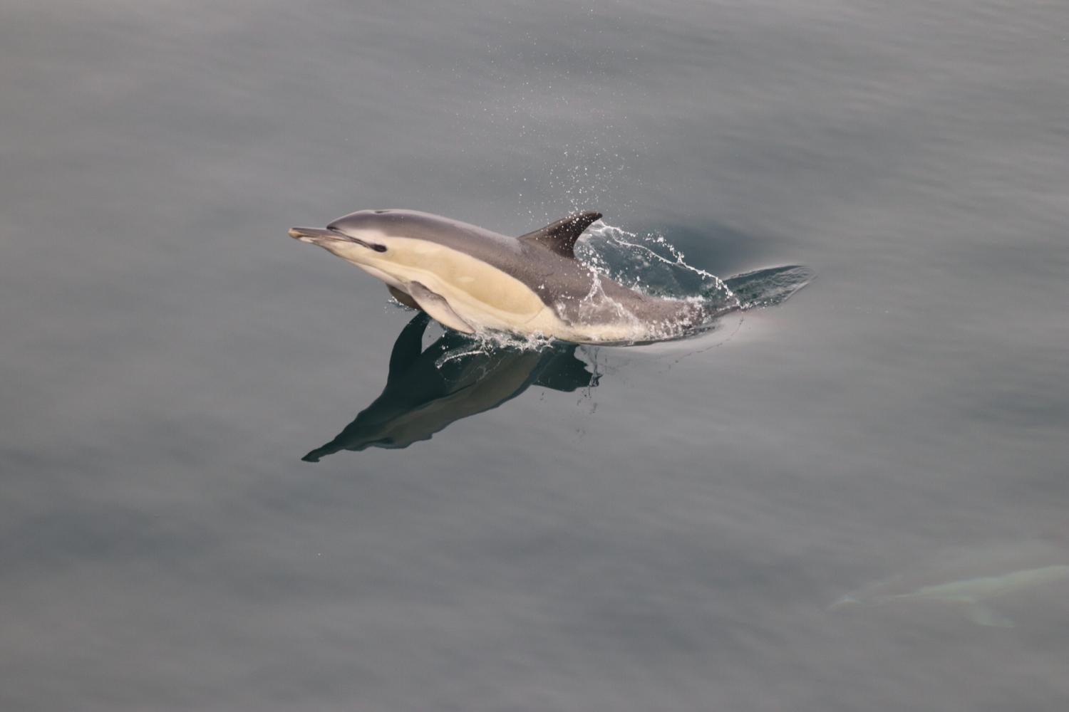 A common dolphin