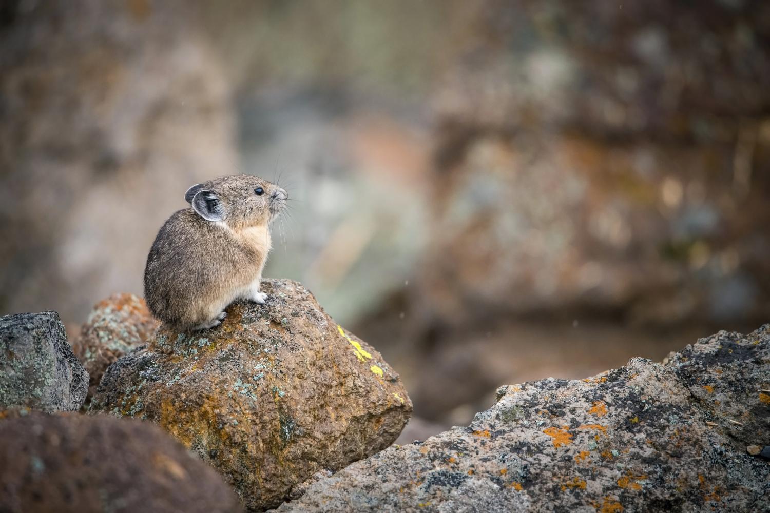 Small mammal sits on a rock